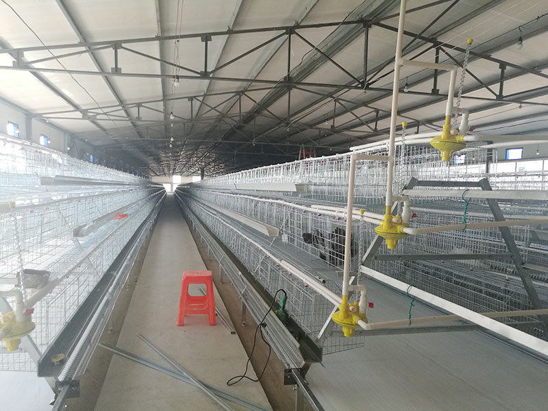 A Type automatic Layer chicken cage