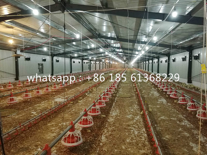  Automatic Broiler Poultry Feeding System