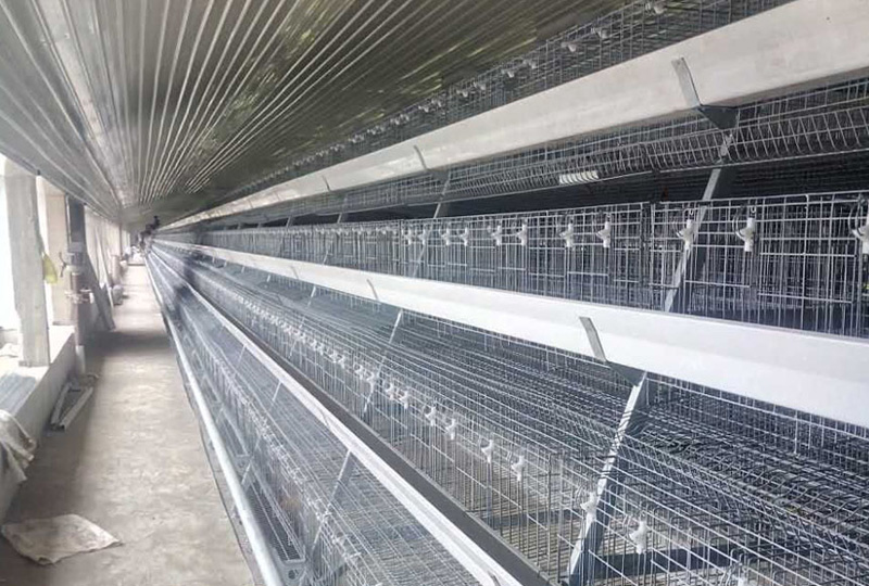 Steel Structure Layer Chicken House