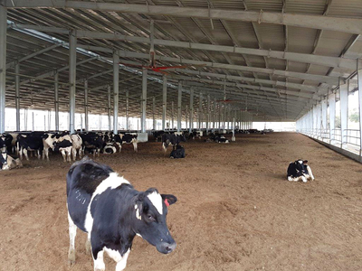 low cost dairy cow farm shed - dairy farm shed design